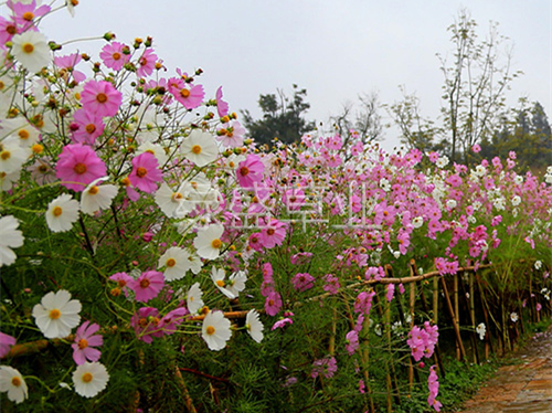 波斯菊